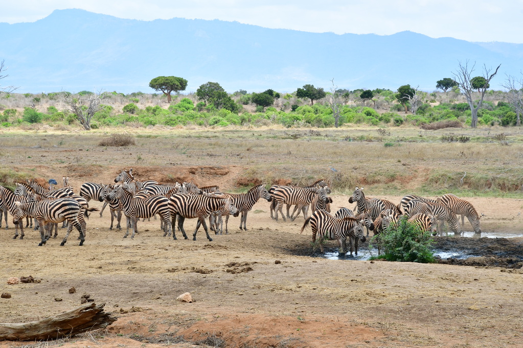 Tsavo East National Park